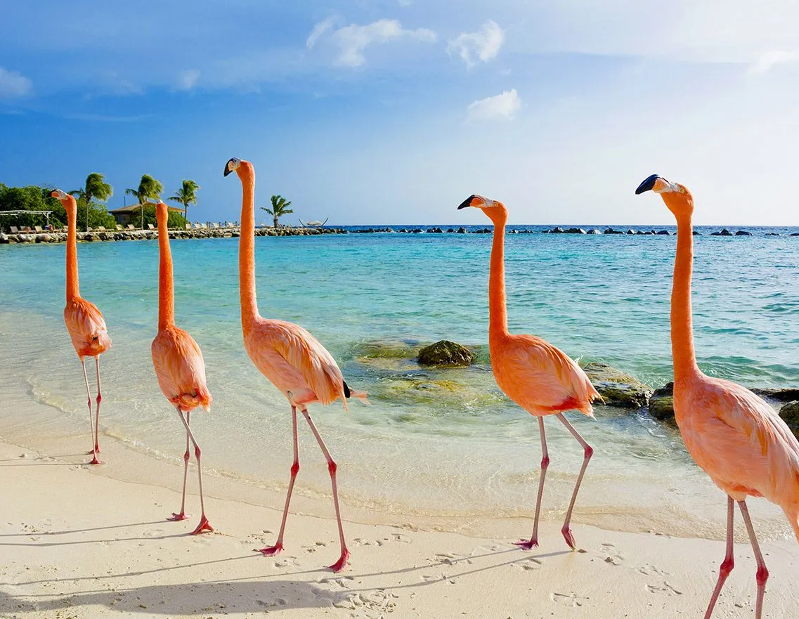 Aruba Trip Contribution